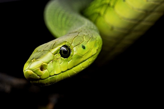 snakebite